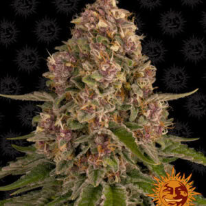 Pink Kush Feminized (Barney's Farm)