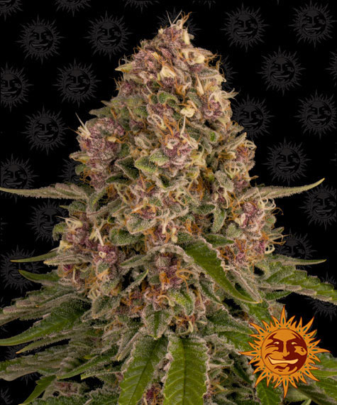 Pink Kush Feminized (Barney's Farm)
