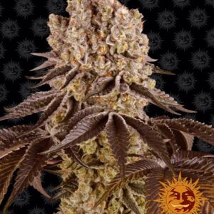 Purple Punch Feminized (Barney's Farm)