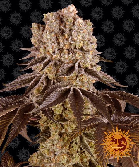 Purple Punch Feminized (Barney's Farm)