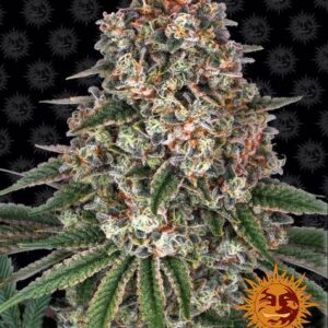 Tropicanna Banana Feminized (Barney's Farm)
