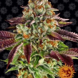Biscotti Mintz Feminized (Barney's Farm)