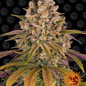 Lemon Tree Feminized (Barney's Farm)