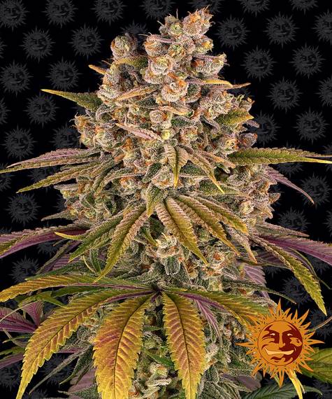 Lemon Tree Feminized (Barney's Farm)
