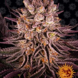 Mimosa x Orange Punch Feminized (Barney's Farm)