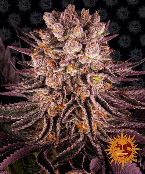 Mimosa x Orange Punch Feminized (Barney's Farm)