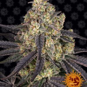 Barney's Farm Kush Mintz Feminized weed seeds in a 1-seed pack.