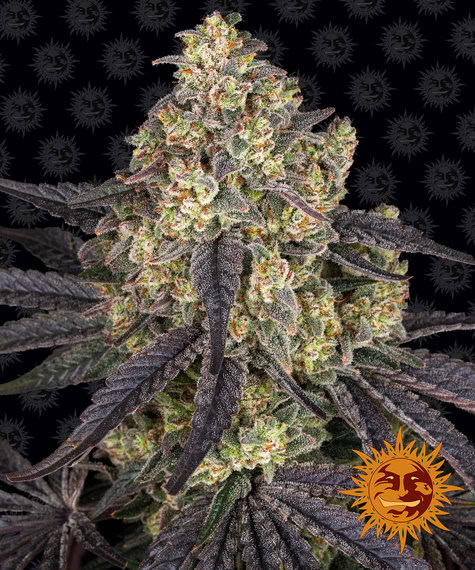 Kush Mintz Feminized (Barney's Farm)