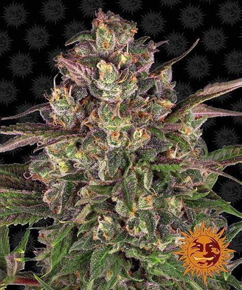 Peyote Critical Feminized 1 seed (Barney's Farm)