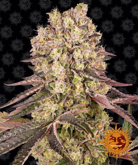 Runtz Muffin Feminized 1 seed (Barney's Farm)