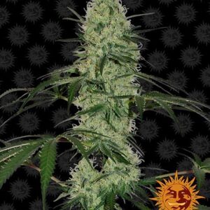 Tangerine Dream Automatic (Barney's Farm)