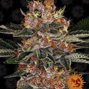 Purple Punch Auto (Barney's Farm)