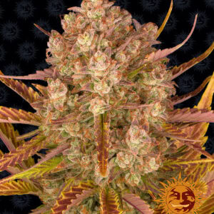 Dos Si Dos Auto (Barney's Farm)