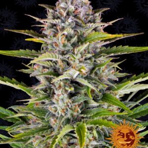 Gorilla Zkittlez Auto (Barney's Farm)