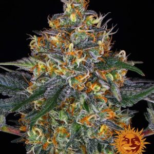 Moby Dick Auto (Barney's Farm)