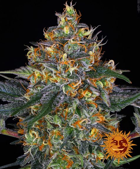 Moby Dick Auto (Barney's Farm)