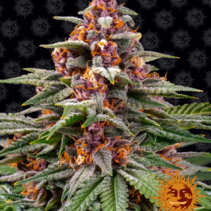 Barney's Farm Runtz auto feminized weed seeds, pack of 1.