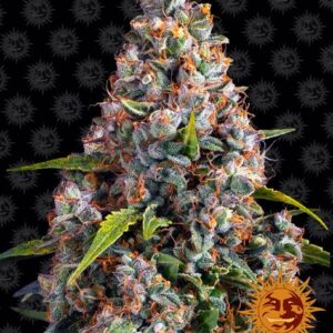 Strawberry Cheesecake Auto (Barney's Farm)