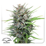 Passion #1 Feminized 3 seeds (Dutch Passion)