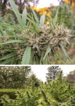 Passion #1 Feminized 3 seeds (Dutch Passion)