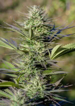 Passion #1 Feminized 3 seeds (Dutch Passion)