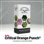 Dutch Passion Critical Orange Punch, autoflowering cannabis seeds in a 7-seed pack.