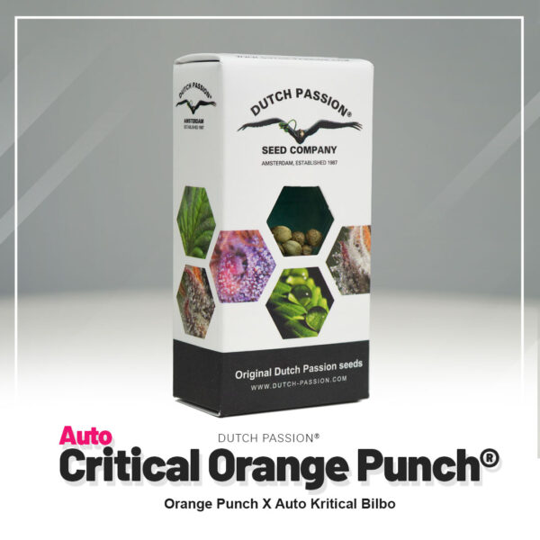 Dutch Passion Critical Orange Punch, autoflowering cannabis seeds in a 7-seed pack.