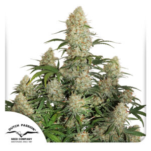 Dutch Passion Auto Critical Orange Punch autoflowering marijuana seeds, pack of 3.