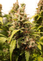 Auto Critical Orange Punch (Dutch Passion)