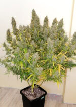 Auto Critical Orange Punch (Dutch Passion)