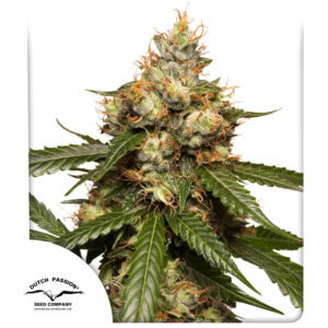 Auto THC-Victory High THC-V 3 seeds (Dutch Passion)