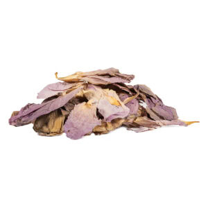 Pink Lotus cut flowers - For relaxation, mental clarity, and creative inspiration