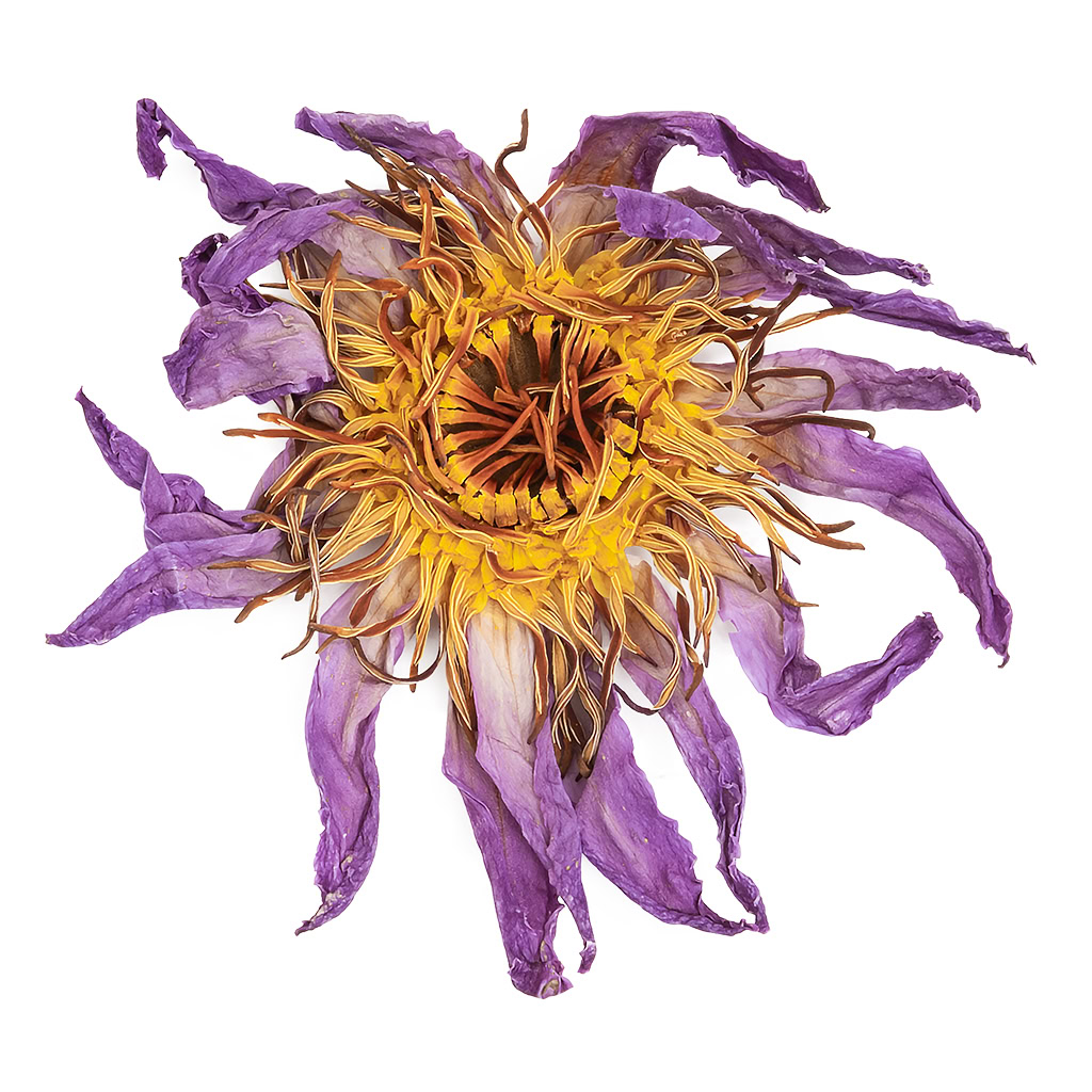 Blue Lotus Whole Flowers 25g dried sacred water lily