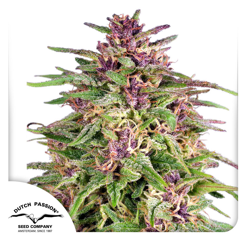 Frisian Dew Feminized (Dutch Passion)