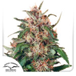Hollands Hope Feminized (Dutch Passion)