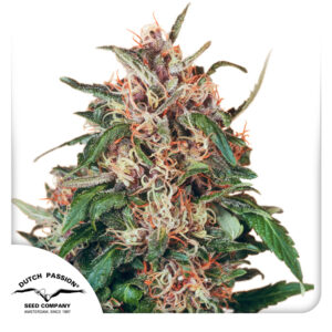 Hollands Hope Feminized (Dutch Passion)
