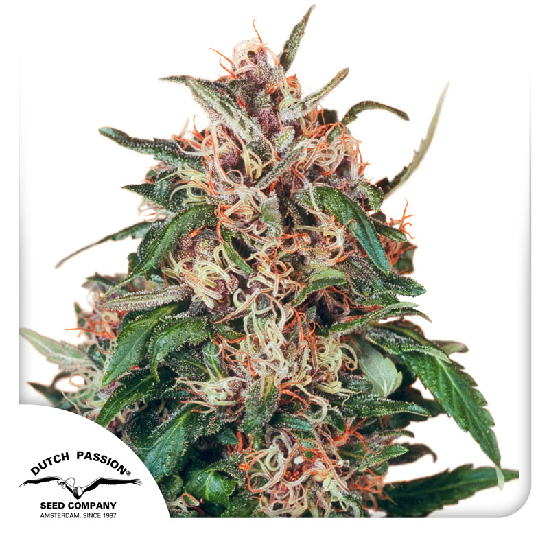 Hollands Hope Feminized (Dutch Passion)