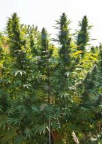 Hollands Hope Feminized (Dutch Passion)