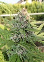 Hollands Hope Feminized (Dutch Passion)