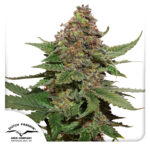 Strawberry Cough by Dutch Passion, feminized marijuana seeds.