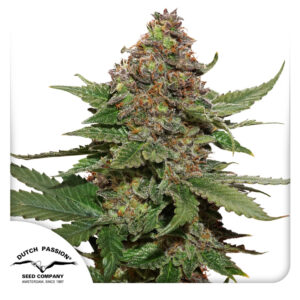 Strawberry Cough by Dutch Passion, feminized marijuana seeds.