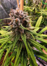 Strawberry Cough Feminized (Dutch Passion)