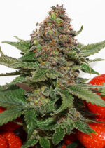 Strawberry Cough Feminized (Dutch Passion)