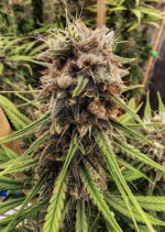 Strawberry Cough Feminized (Dutch Passion)