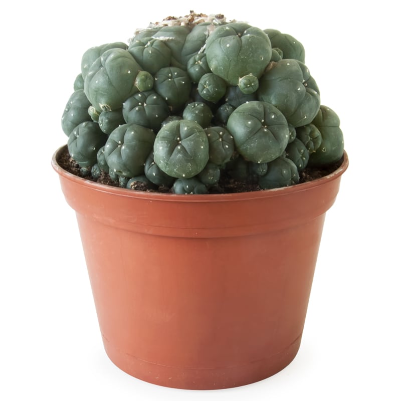 Lophophora Williamsii Group (Peyote)