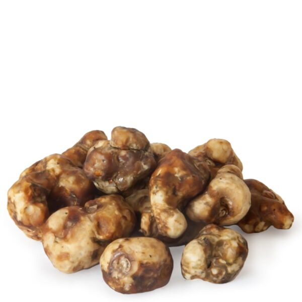 Psilocybe Tampanensis Magic Truffles