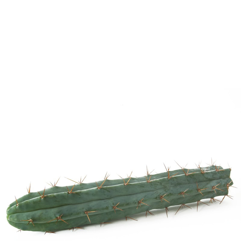 Trichocereus Bridgesii Cutting 500-1000g