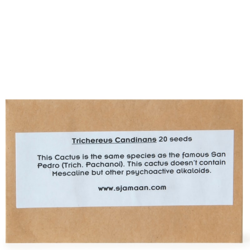 Trichocereus Candicans Seeds