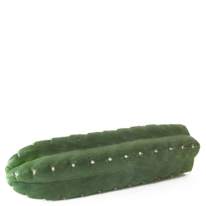 Trichocereus Pachanoi (San Pedro) Cutting