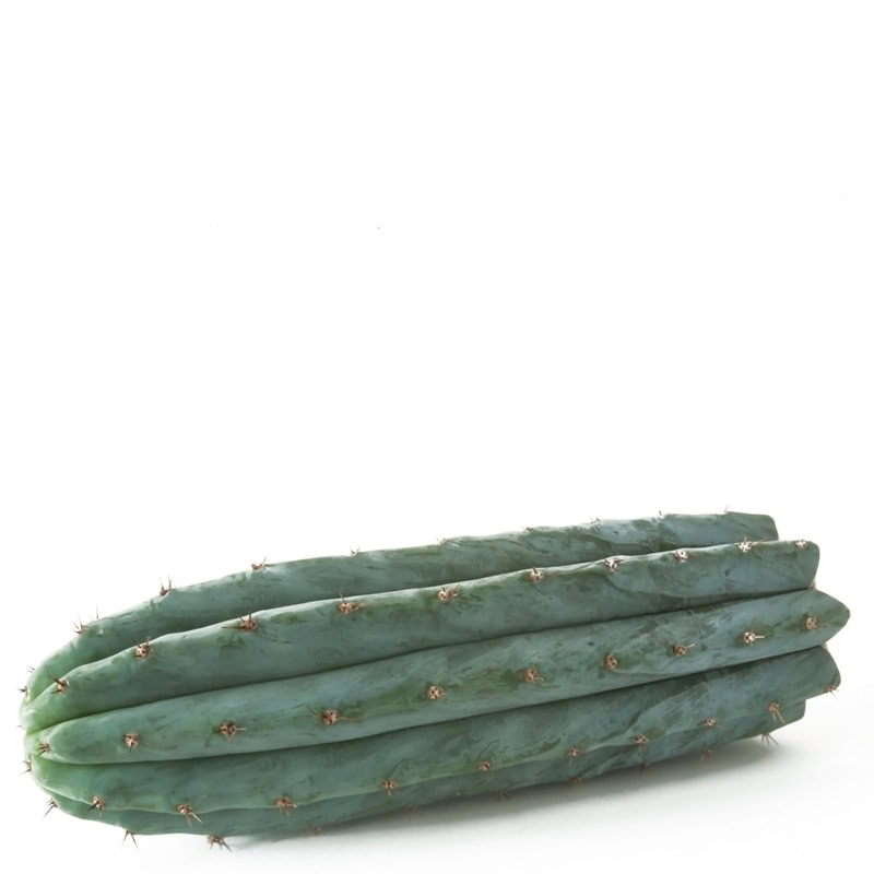 Trichocereus Peruvianus Cutting